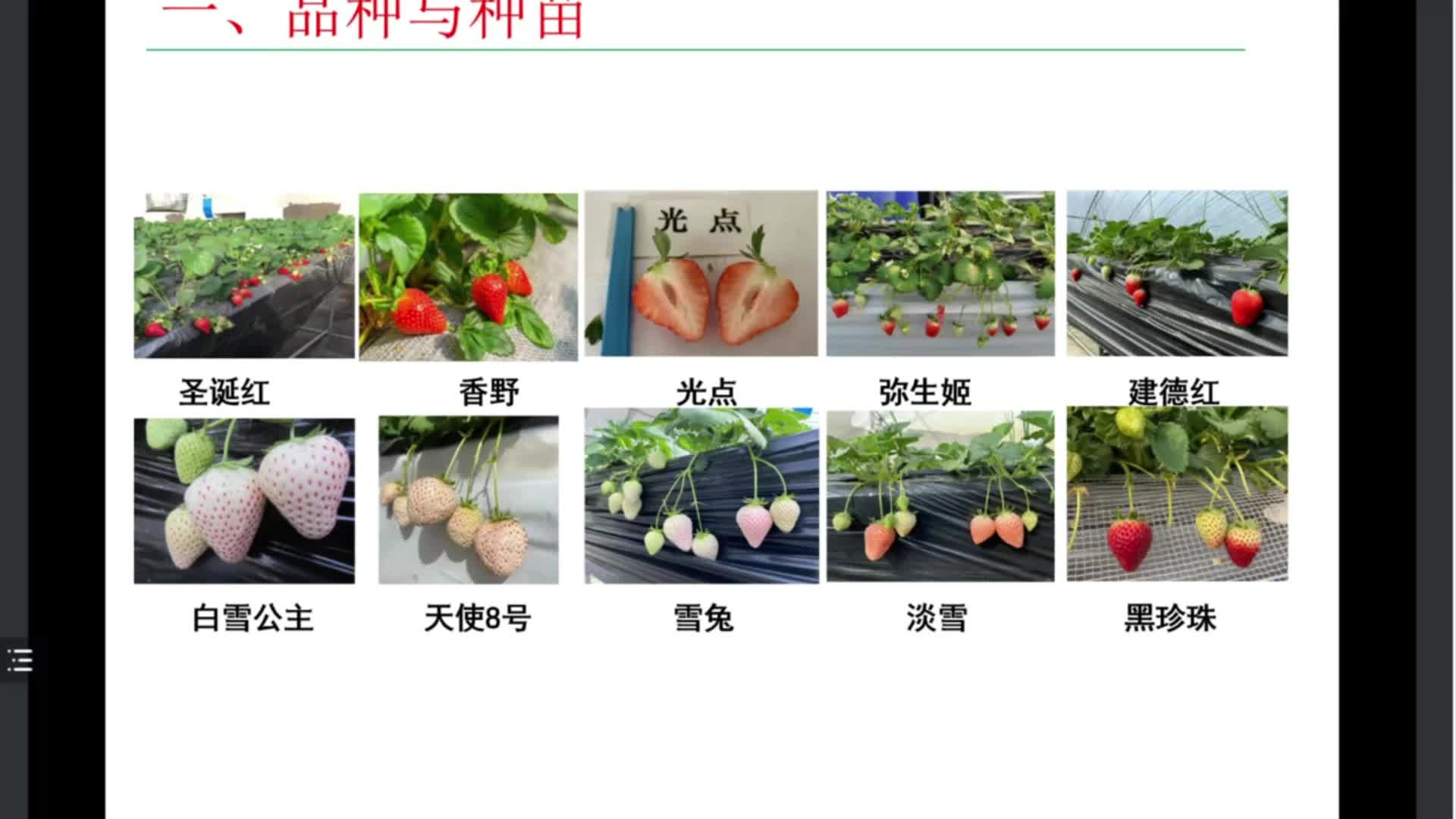 白色國產草莓品種-白雪公主.mp4